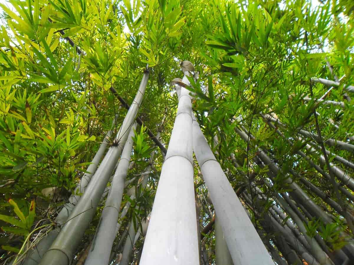 Bambusa chungii, en bambusart.