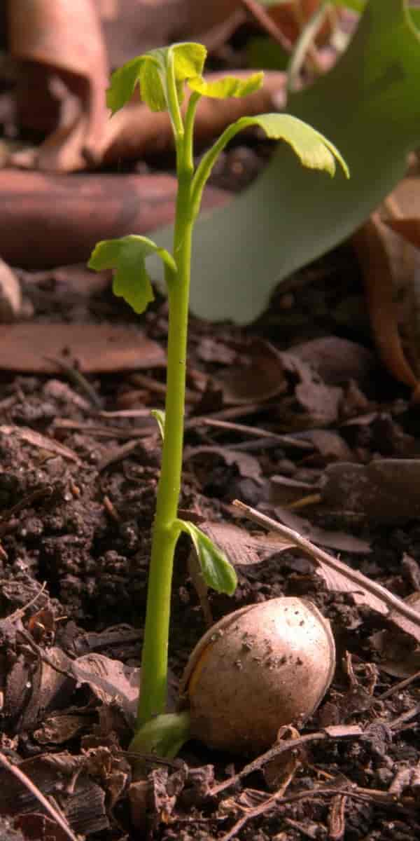 Ung plante av Ginkgo biloba, tempeltre.