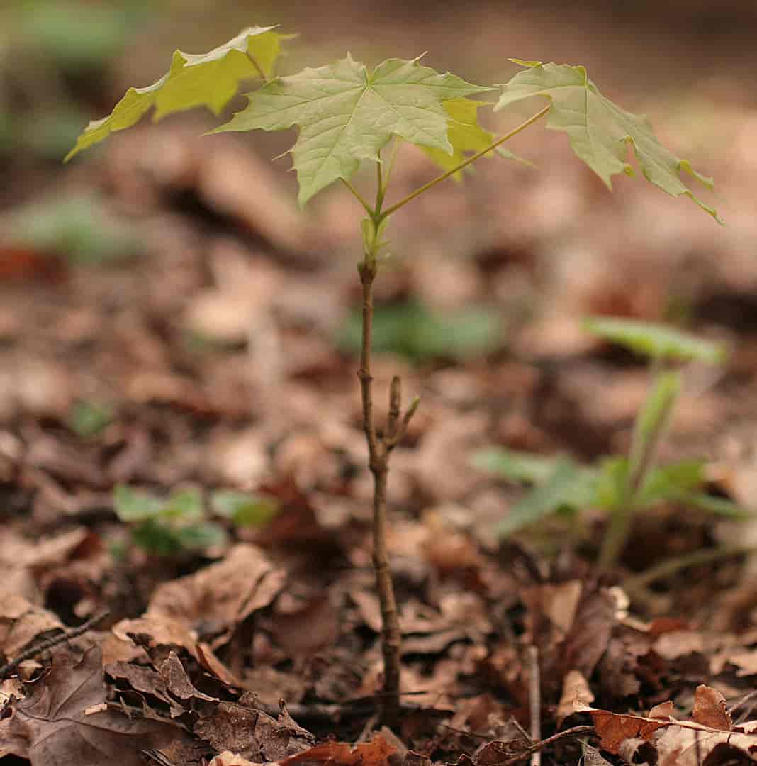 Ung plante av Acer platanoides, spisslønn.