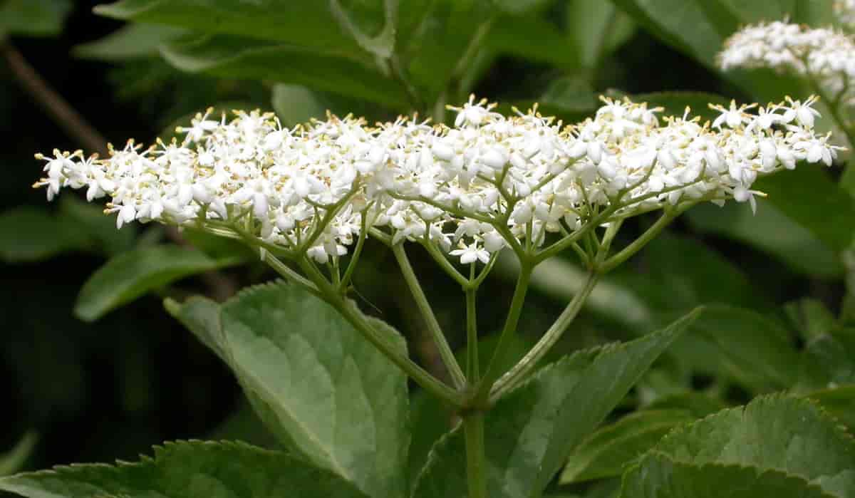 Blomsterstand hos Sambucus nigra, svarthyll.