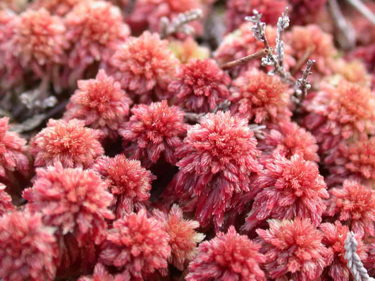 Furutorvmose Sphagnum capilifolium