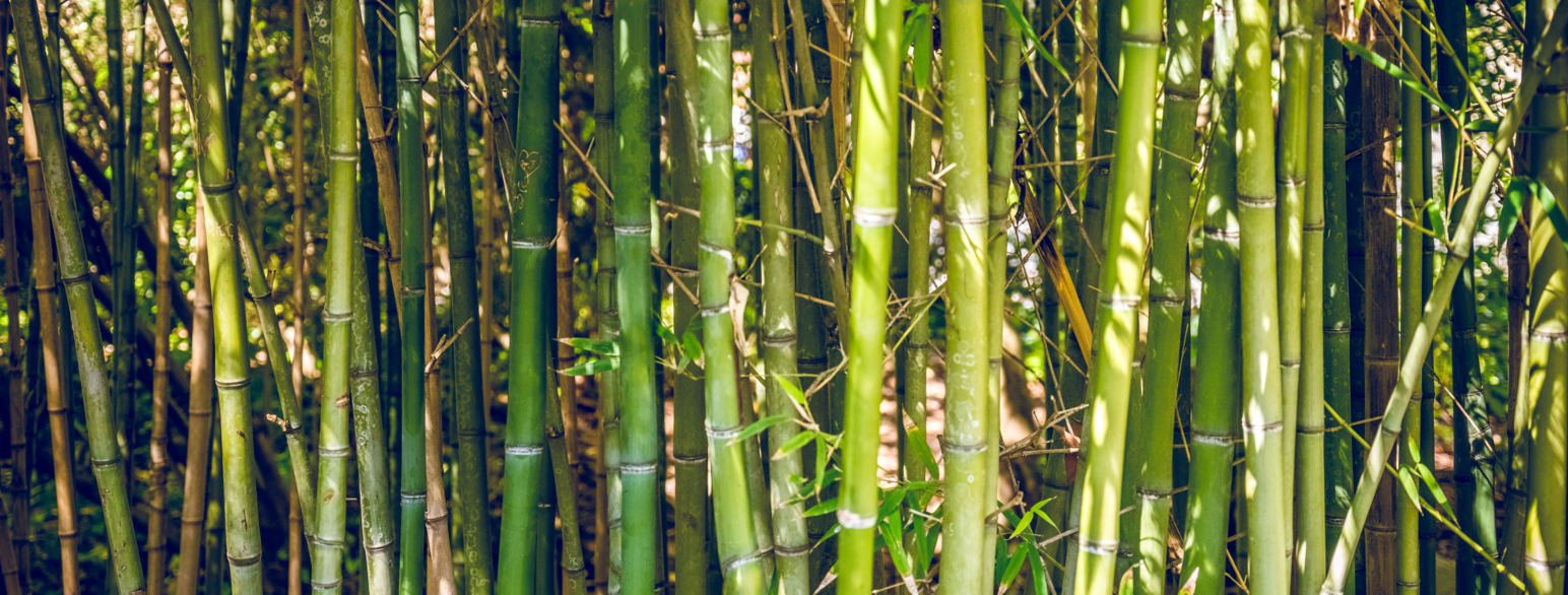 Bambusstengler