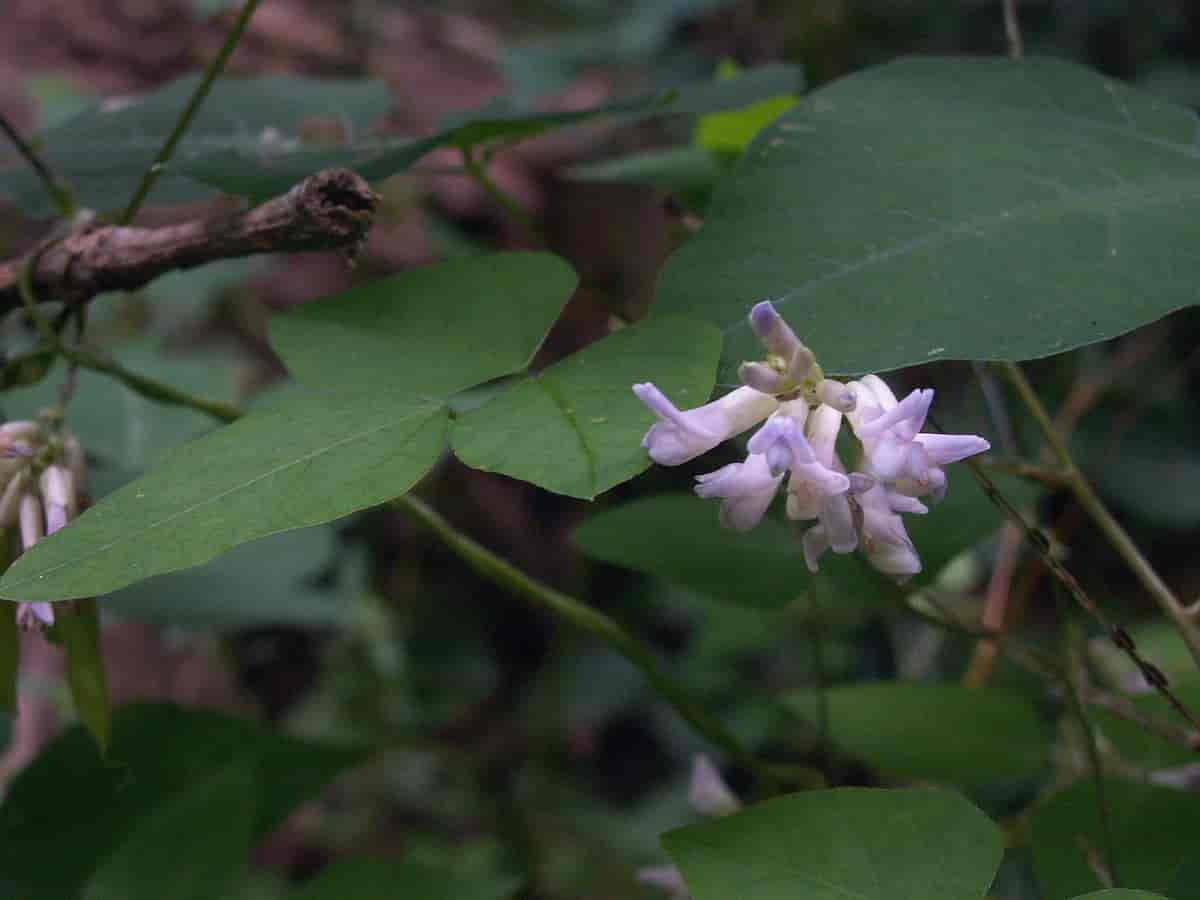 Amphicarpaea bracteata, en art i erteblomstfamilien.