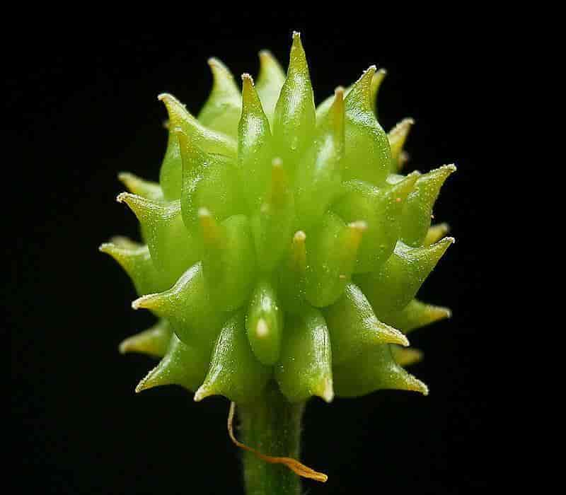 Fruktstand hos Ranunculus repens, krypsoleie