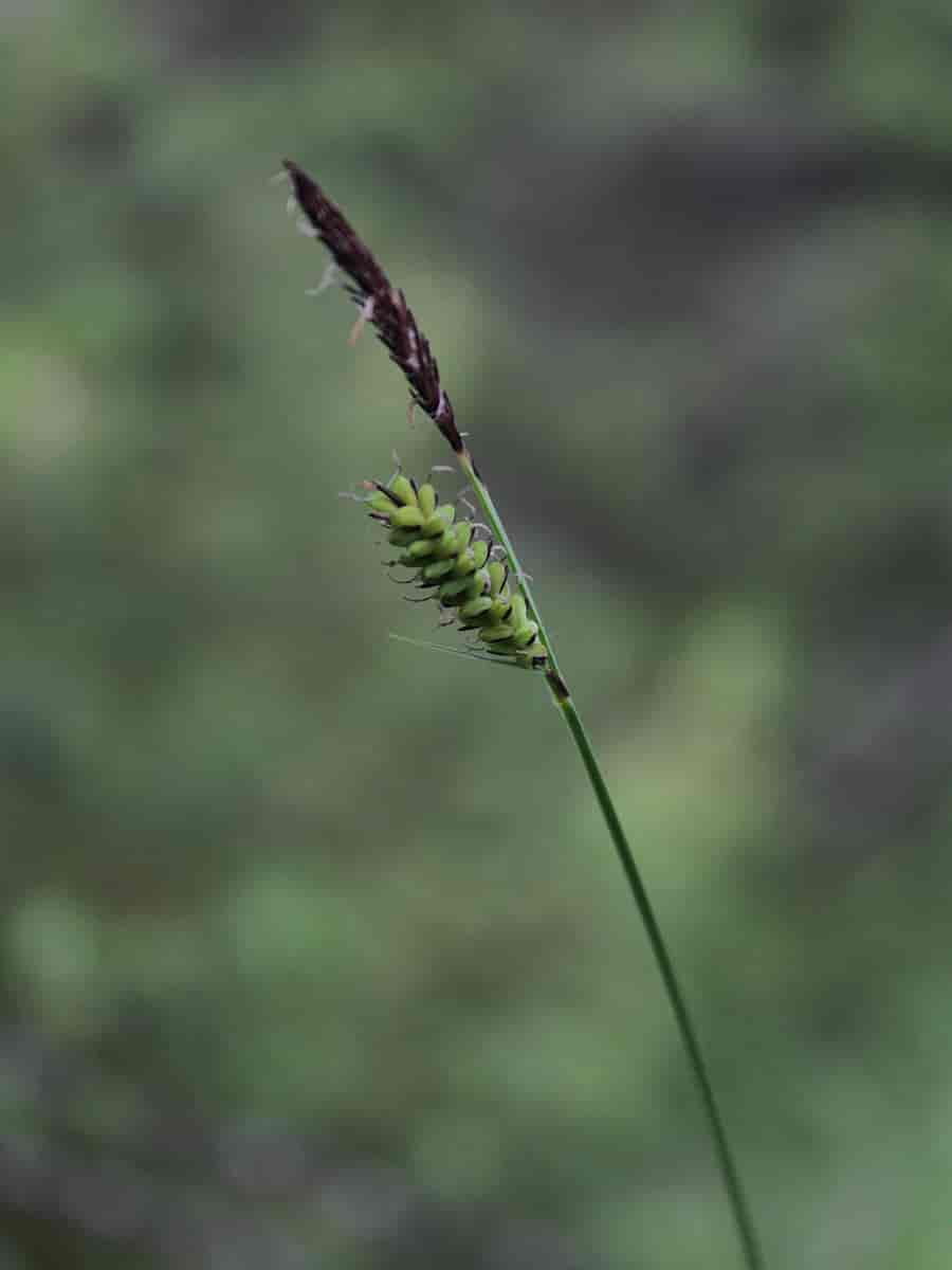 Strå av Carex cespitosa, tuestarr