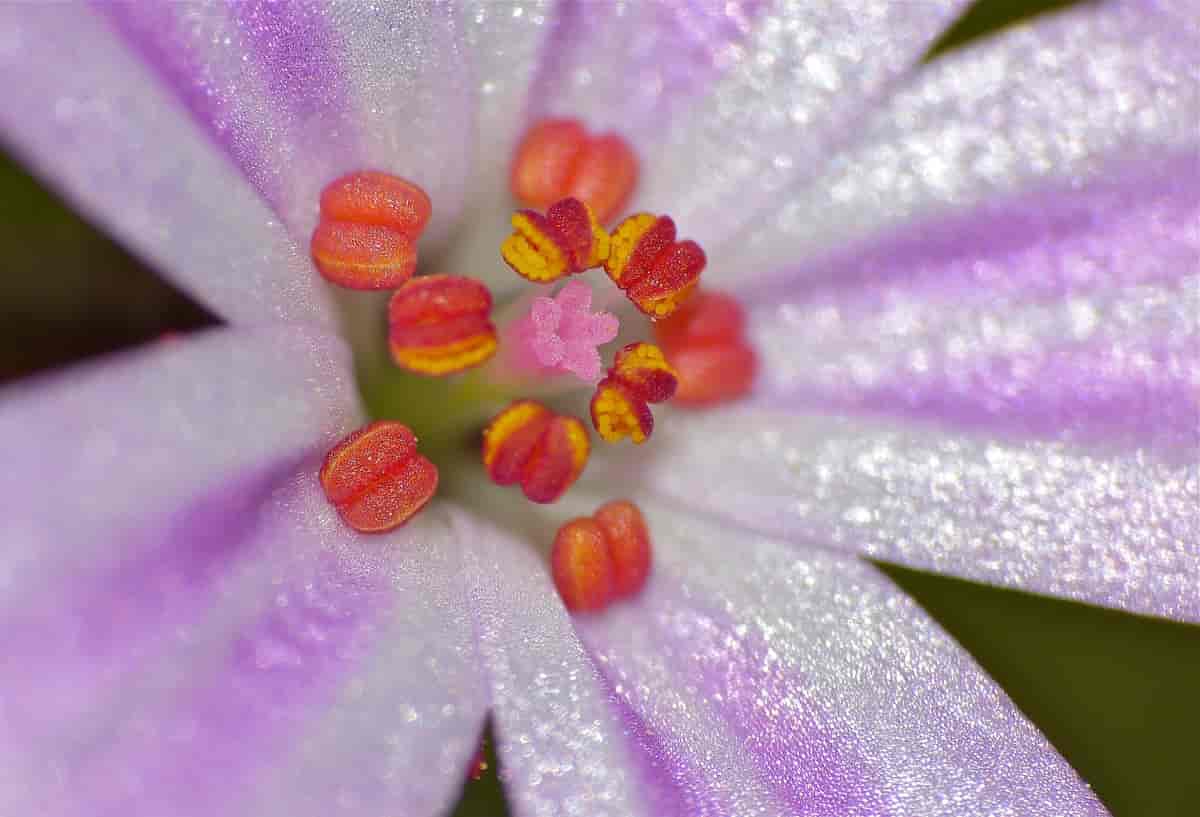 Blomst hos Geranium robertianum, stankstorkenebb.