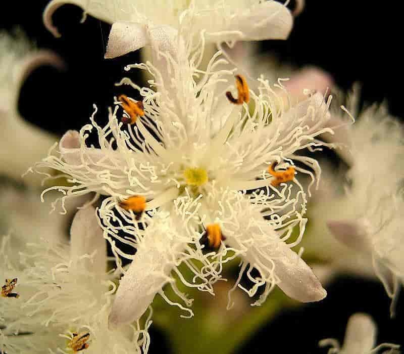 Blomst hos Menyanthes trifoliata, bukkeblad.