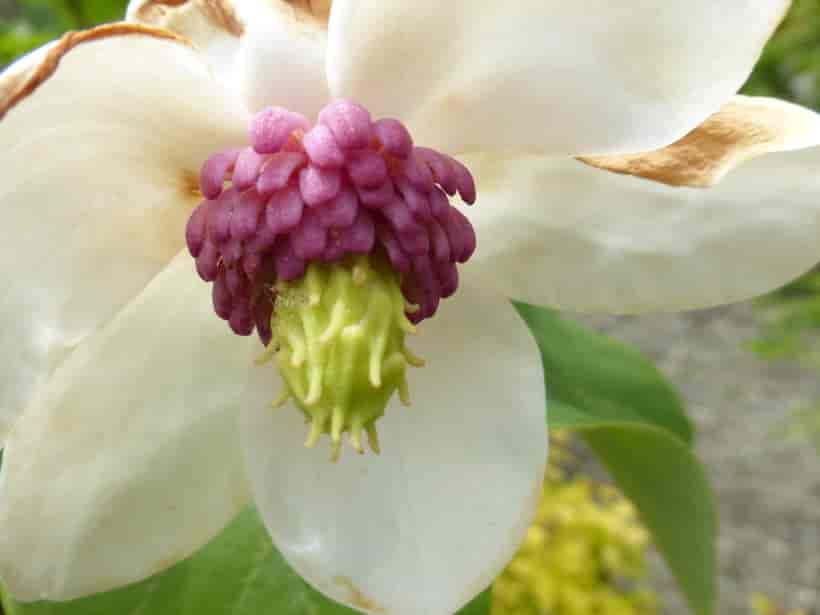 Blomst hos Magnolia sieboldii, sieboldmagnolia.