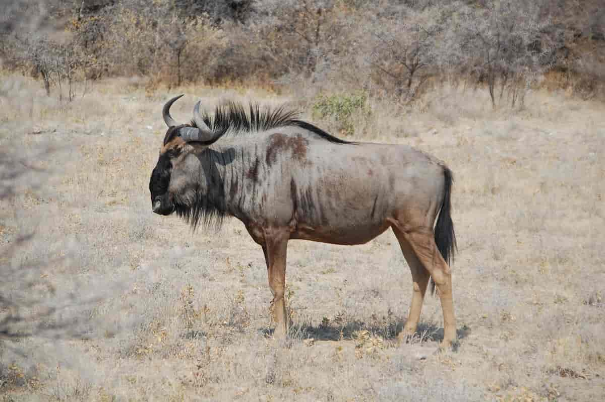 Gnu i Etosha, Namibia2