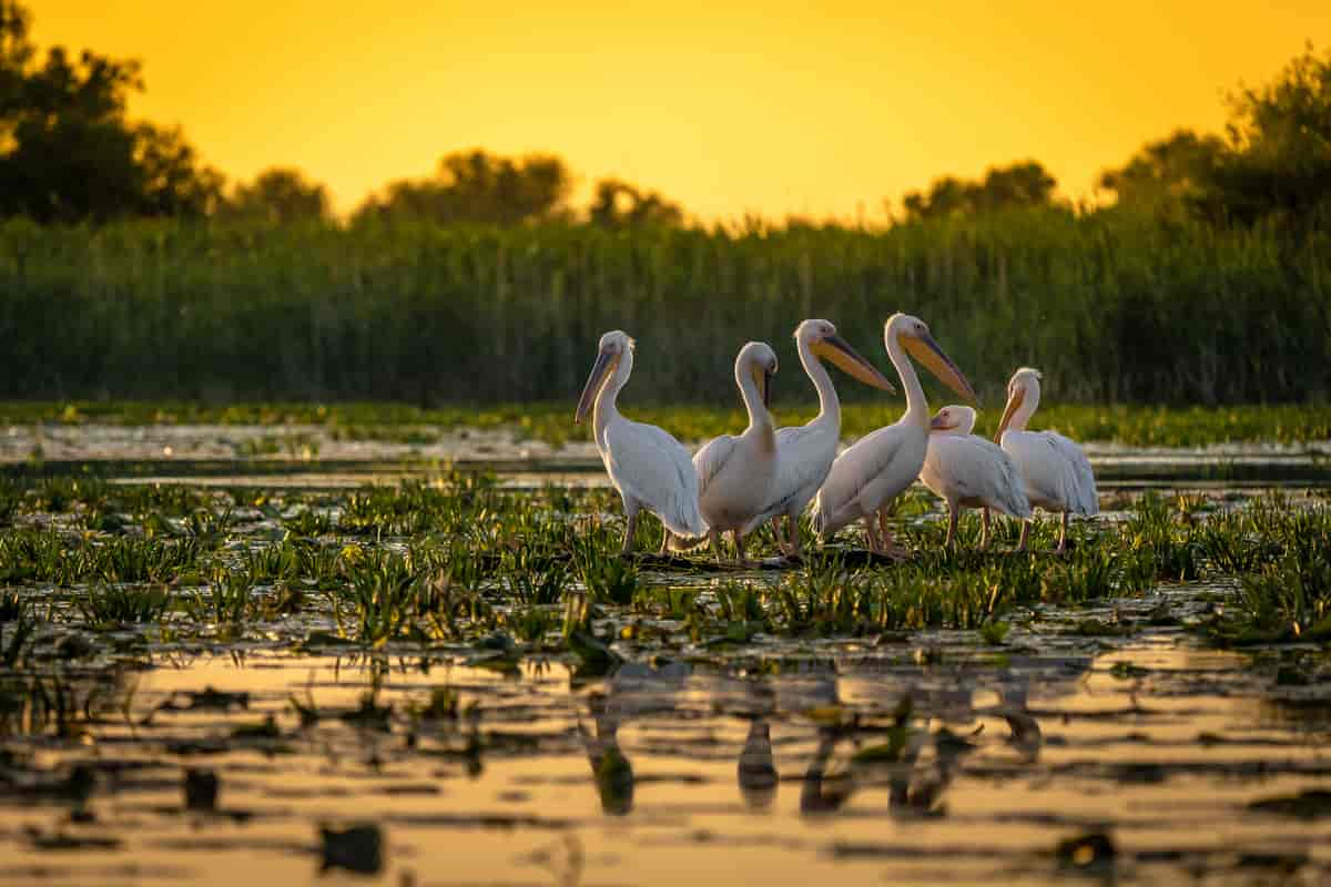 Pelikaner i Donau-delta