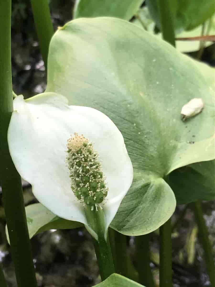 myrkongle, Calla palustris