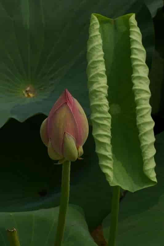Nelumbo nucifera, lotus.