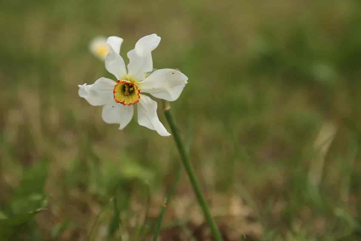 Narcissus poeticus, pinselilje.