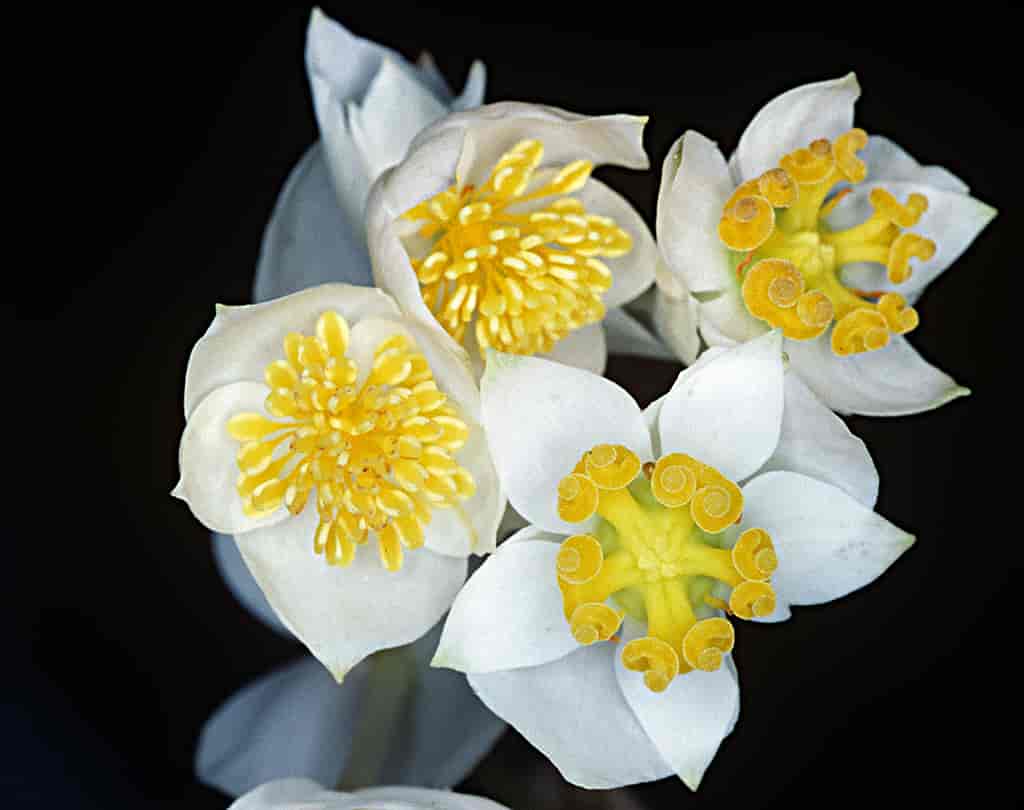 Blomster hos Hillebrandia sandwicensis.
