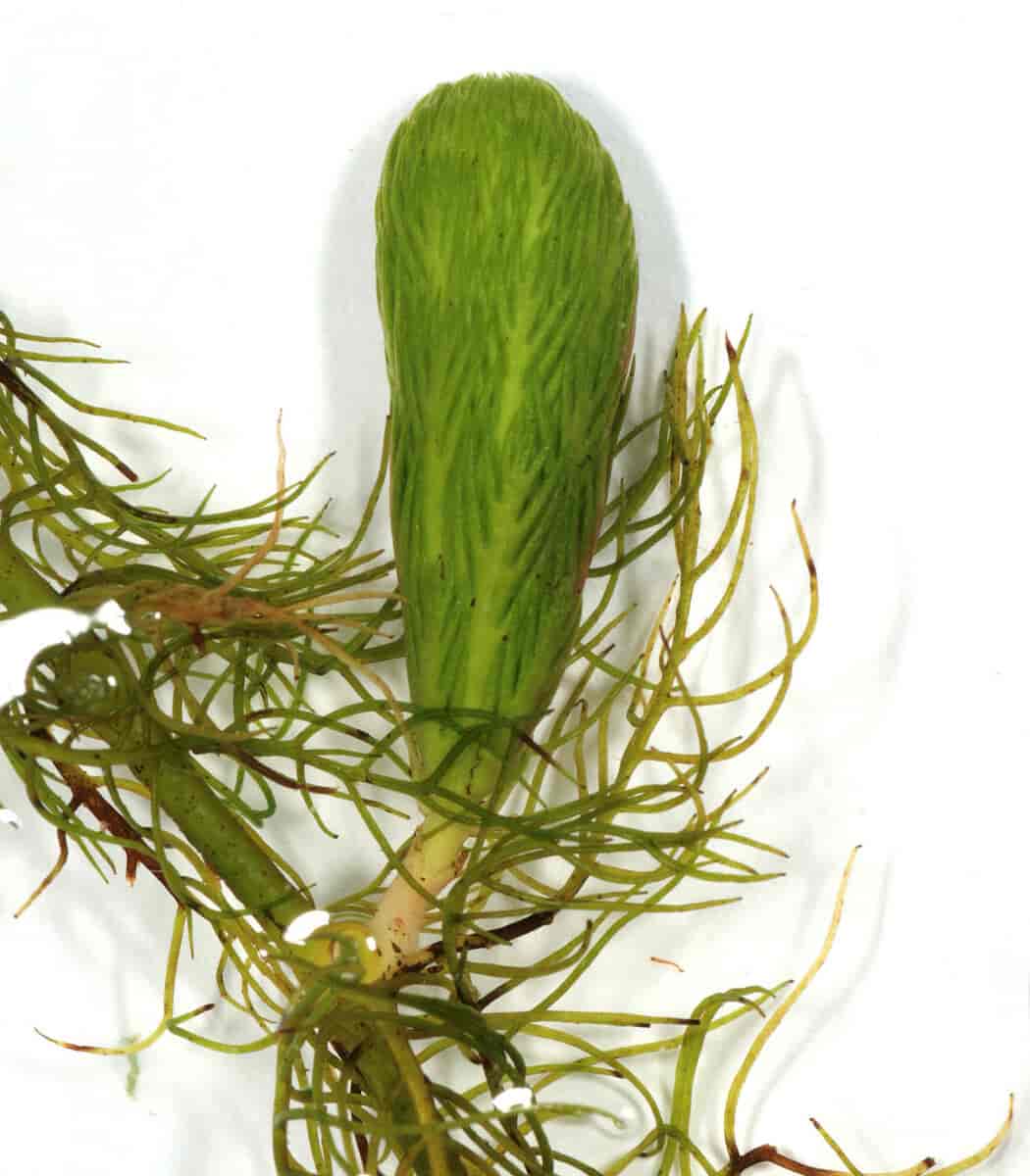 Myriophyllum verticillatum, kranstusenblad.