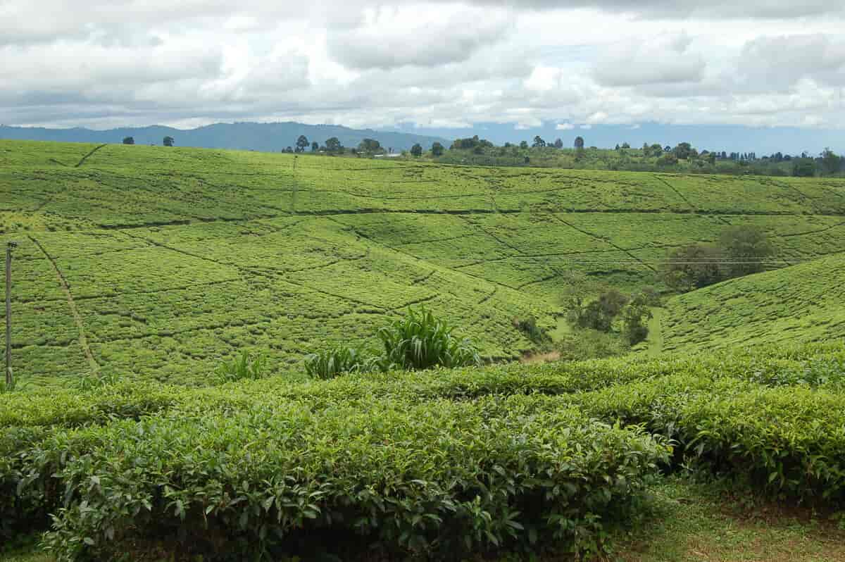 Dyrking av te i Tanzania