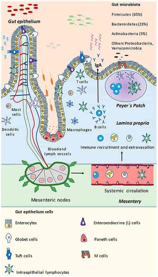 Microbial and eukaryotic components of the gut