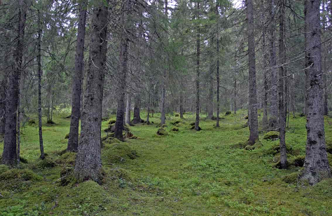 Blåbærskog