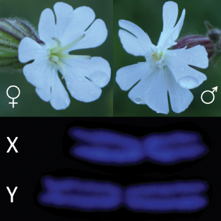 X- og Y-kromosom hos hvit jonsokblom