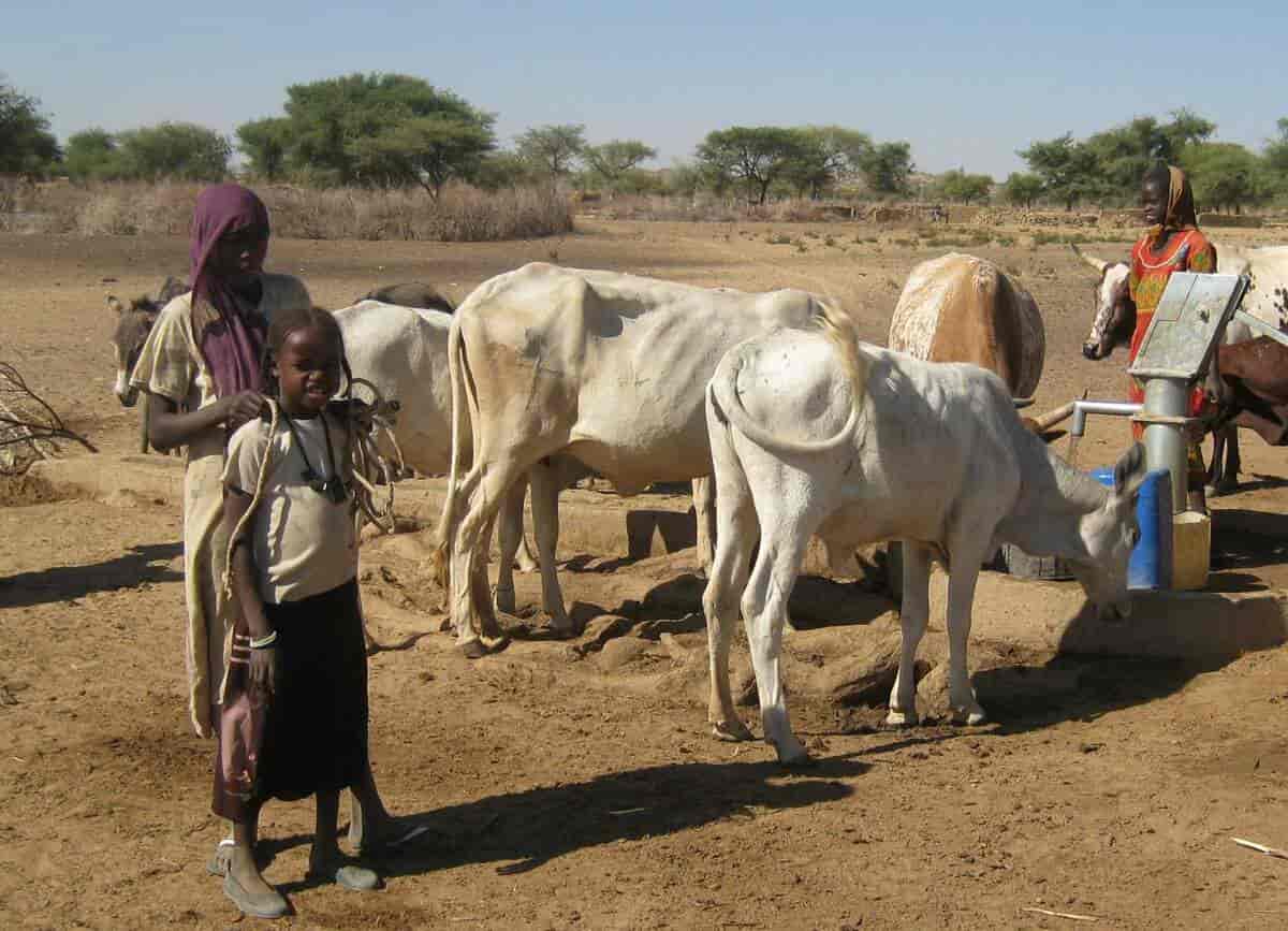 Kvegbruk i Darfur