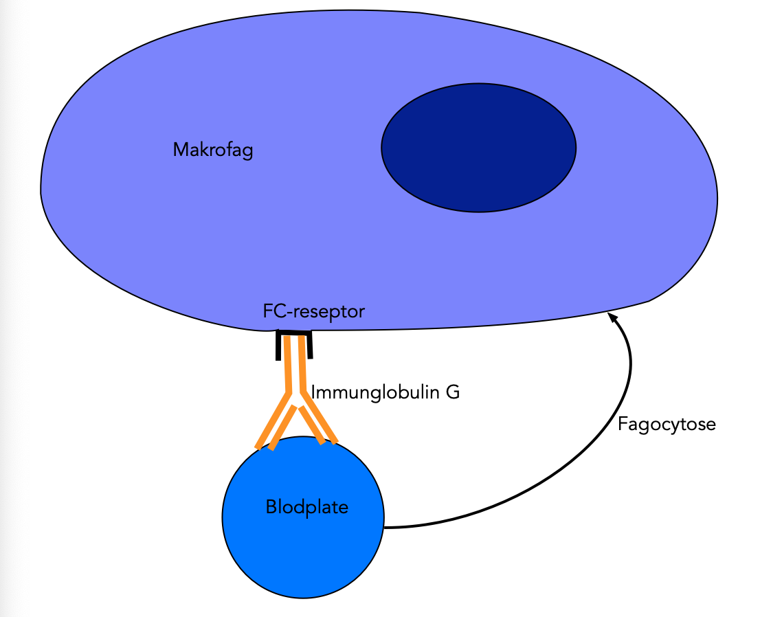 Mekanisme ved immunologisk trombocytopeni