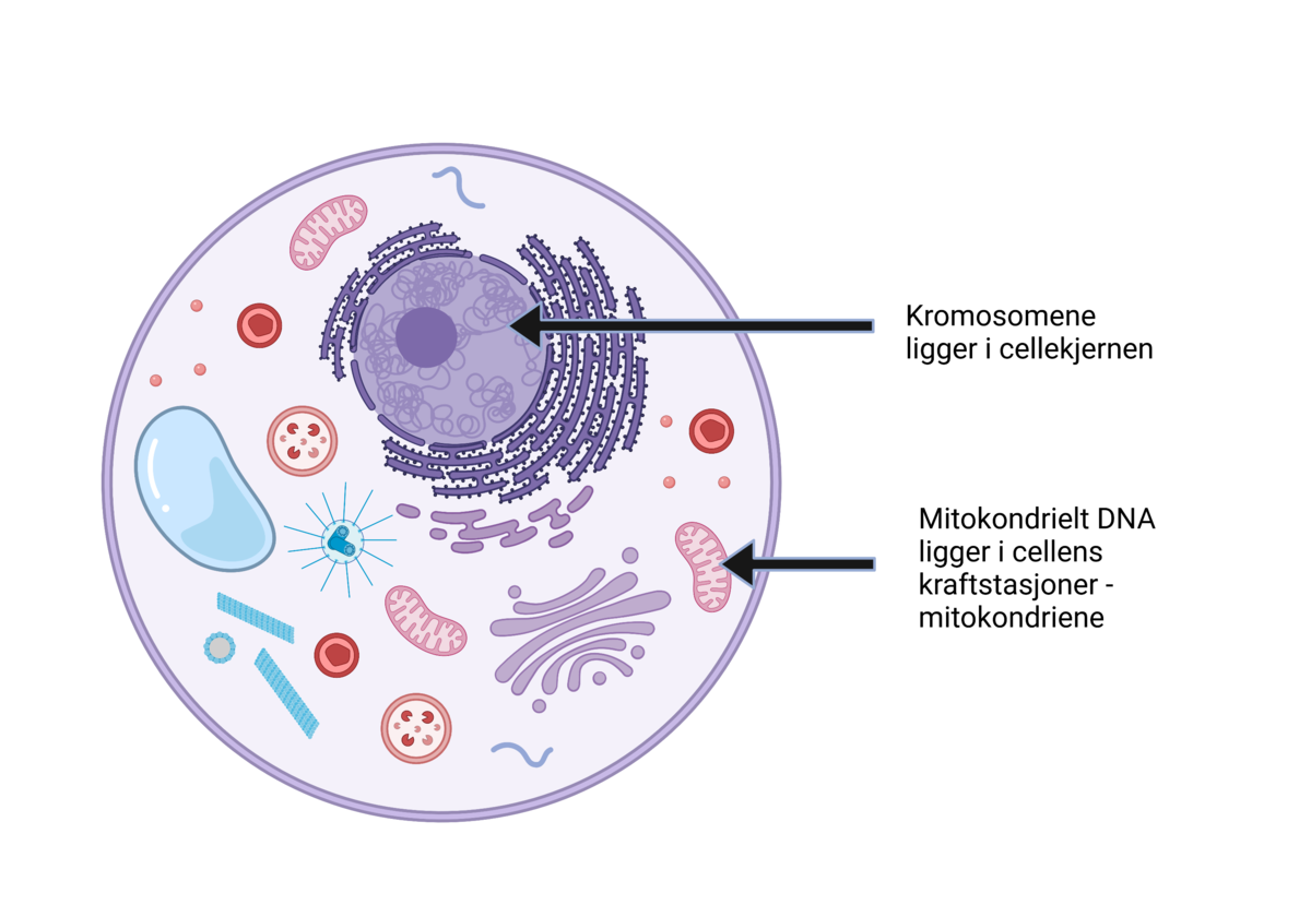 Menneskets genom ligger i cellekjernen og mitokondriene