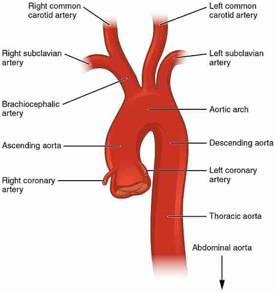Figur av aorta, med hovedavgreninger