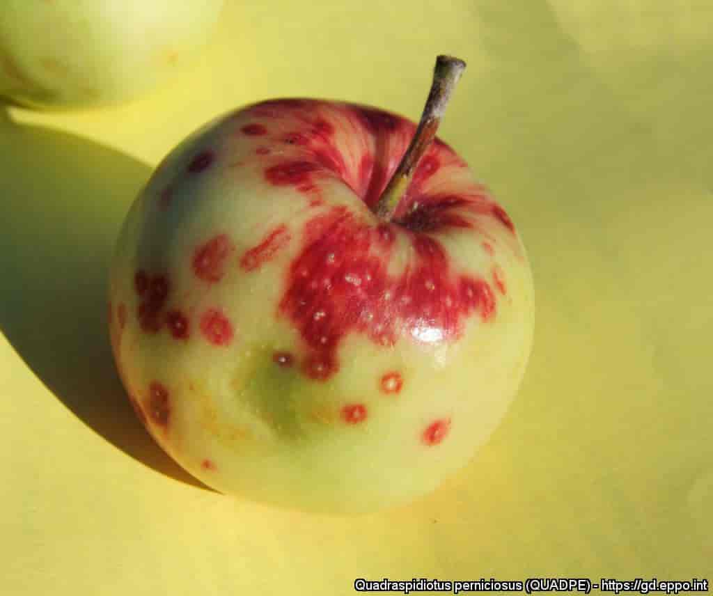 Fruitdamage by Comstockaspis perniciosa