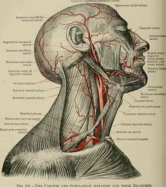 Figur viser halsarteriens anatomiske plassering (common carotid artery). 