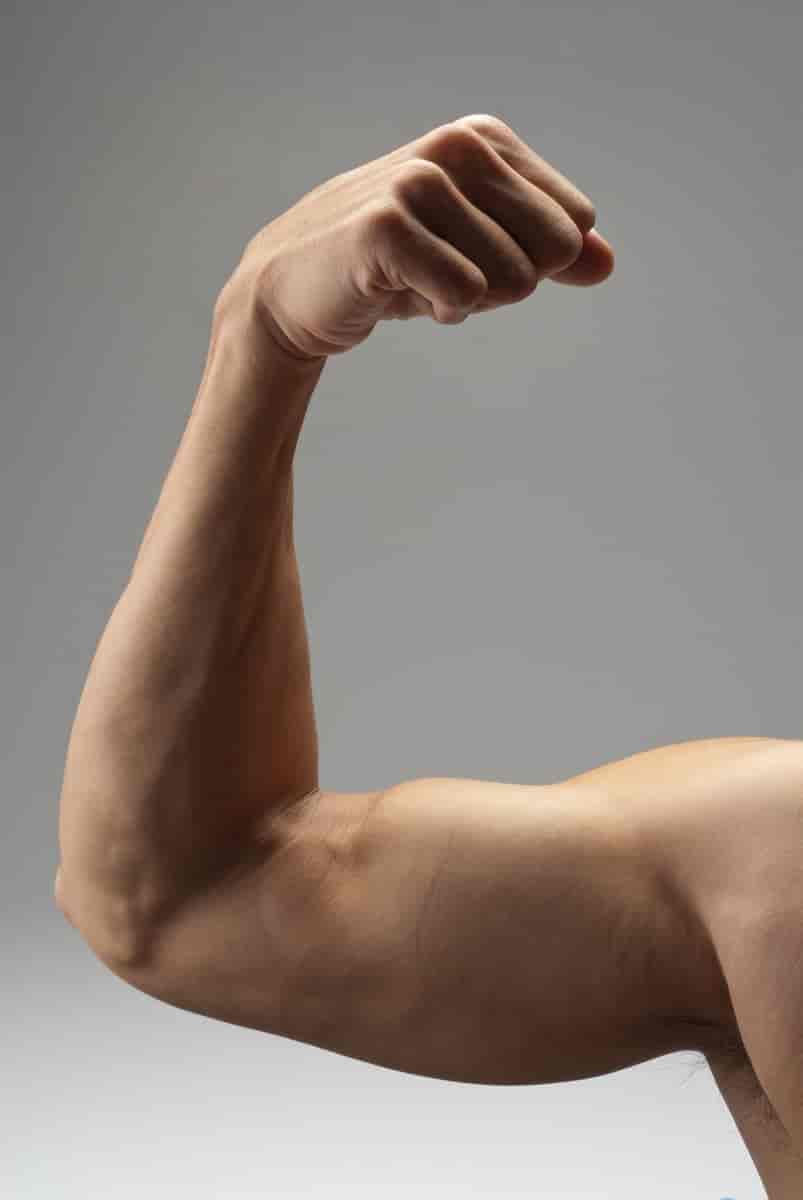 musculus biceps brachii