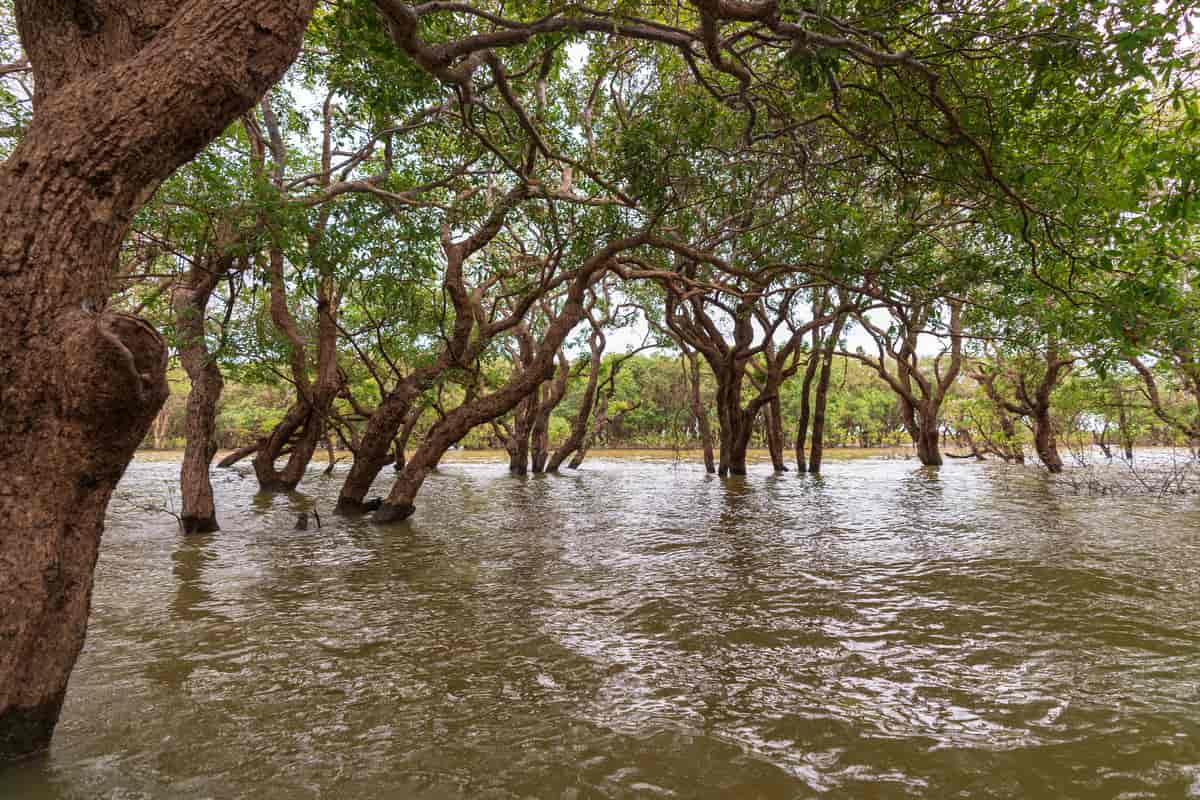 Mangroveskog, Tonlé-Sap
