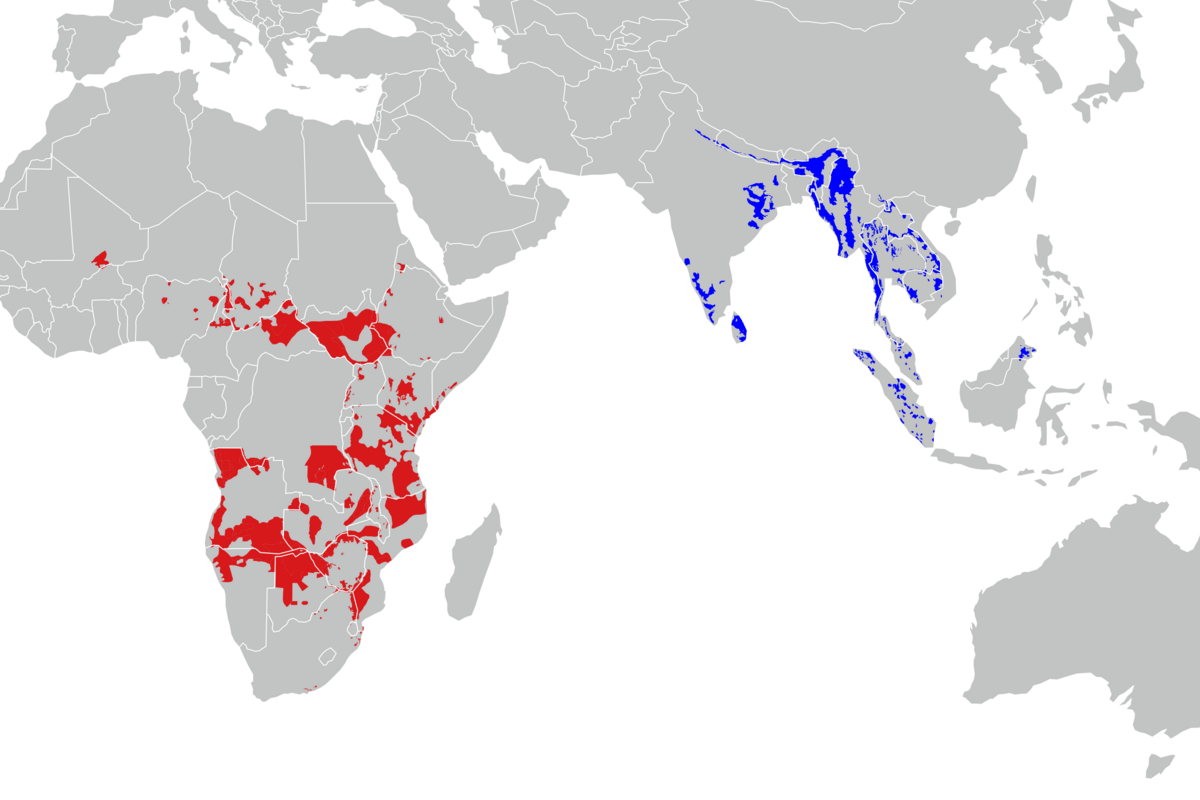 utbredelse av afrikansk elefant