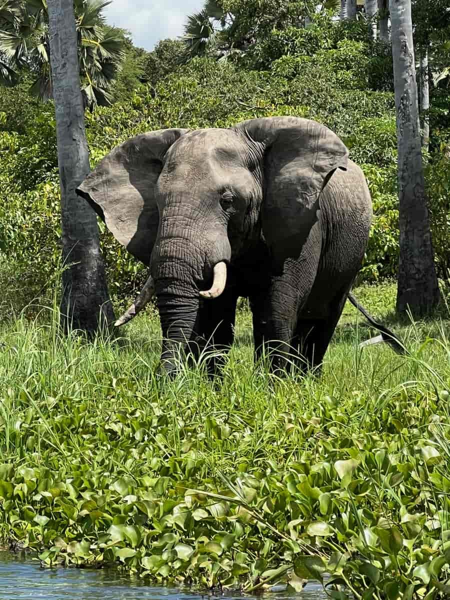 Elefant i Liwonde nasjonalpark i Malawi
