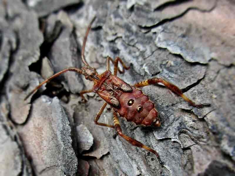 Leptoglossus occidentalis (nymph)