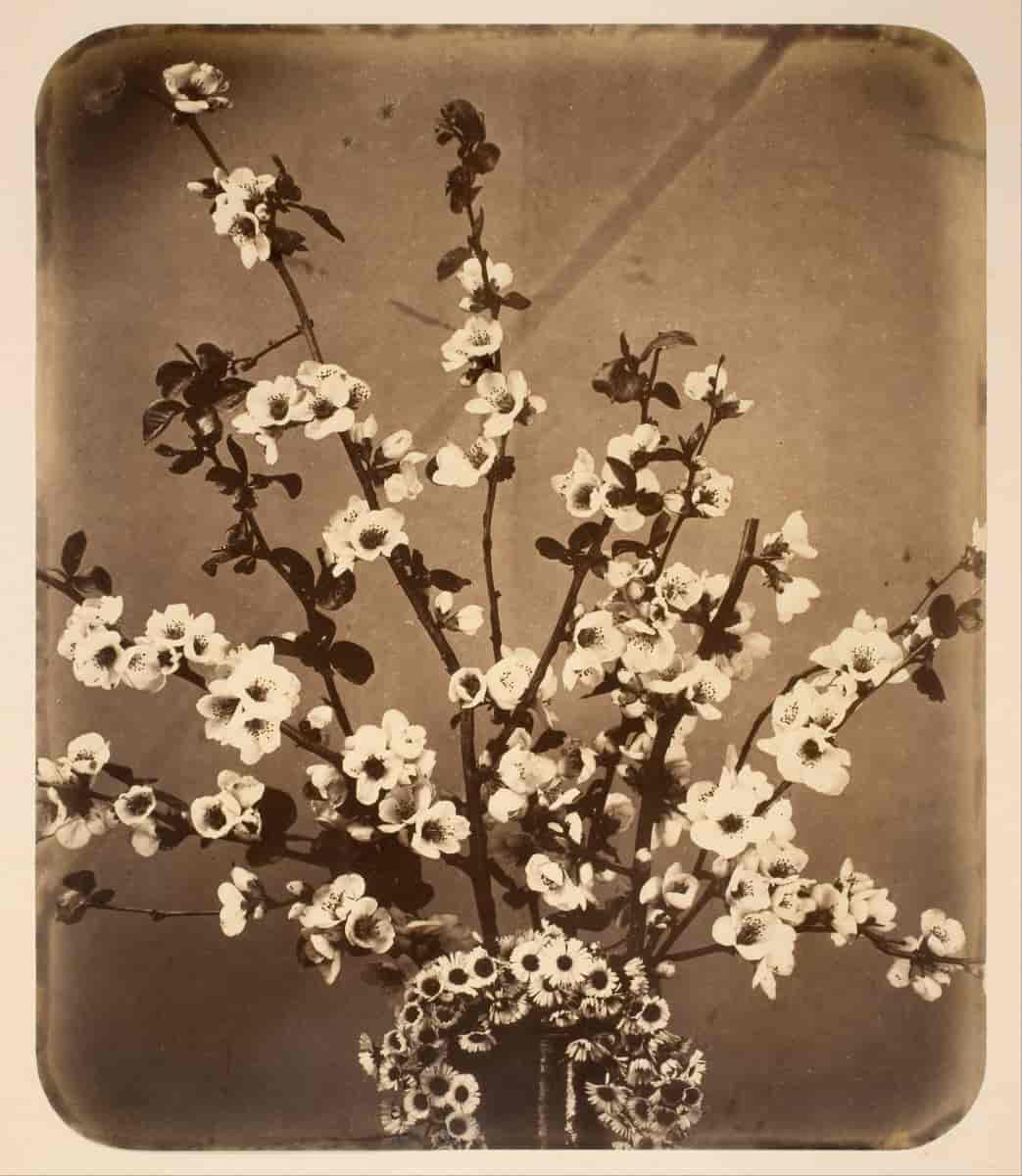 Stilleben med blomster, 1852-1862