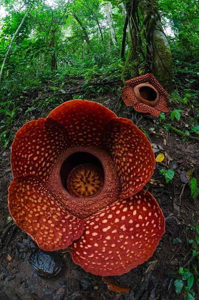 Rafflesia arnoldii blomst