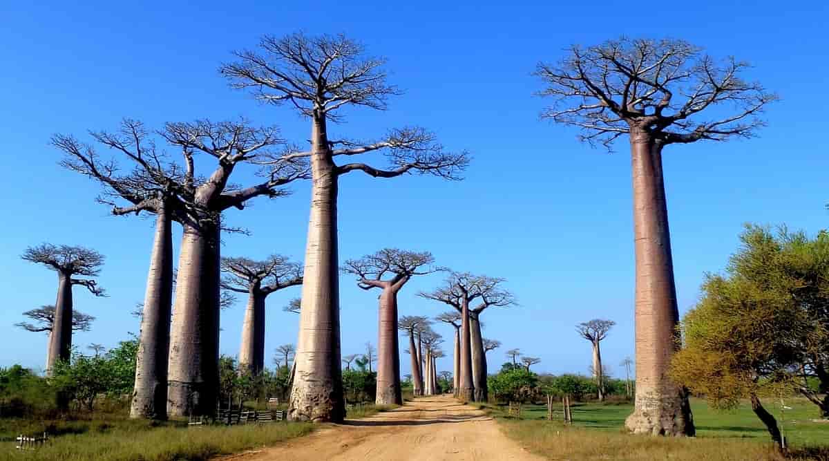 Baobab-avenyen i Morondava