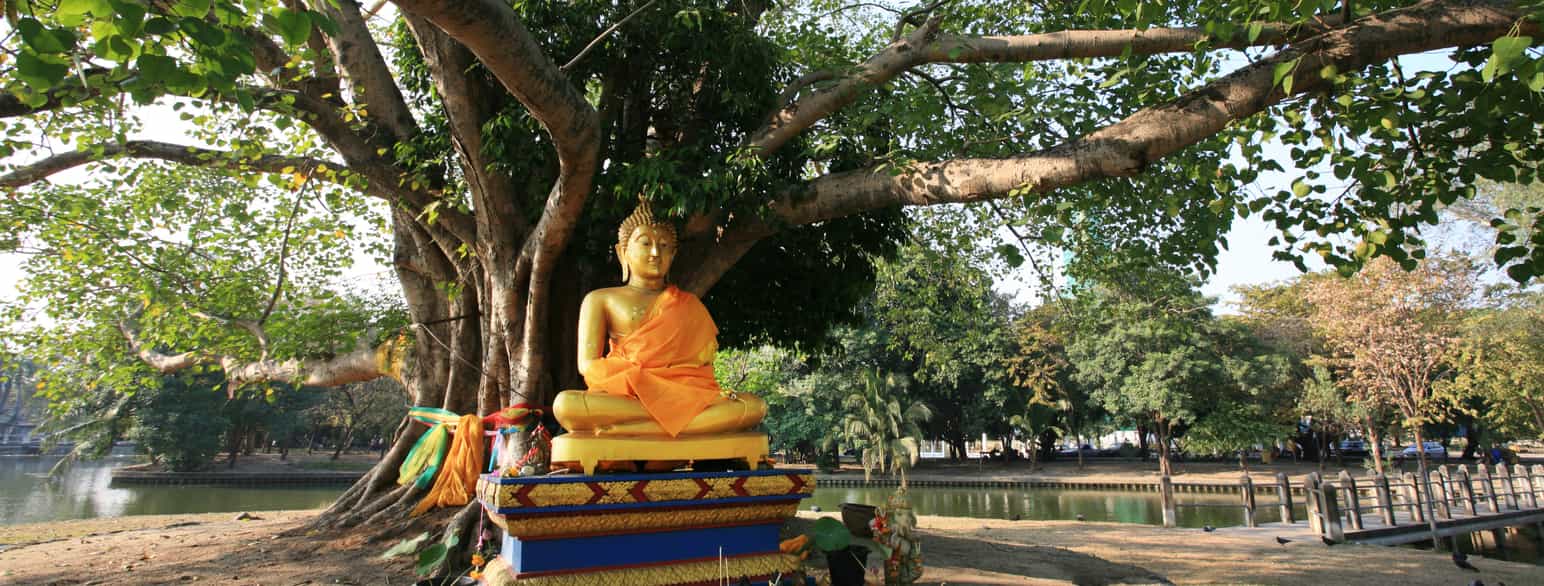 Buddhastatue under et Bodhi-tre