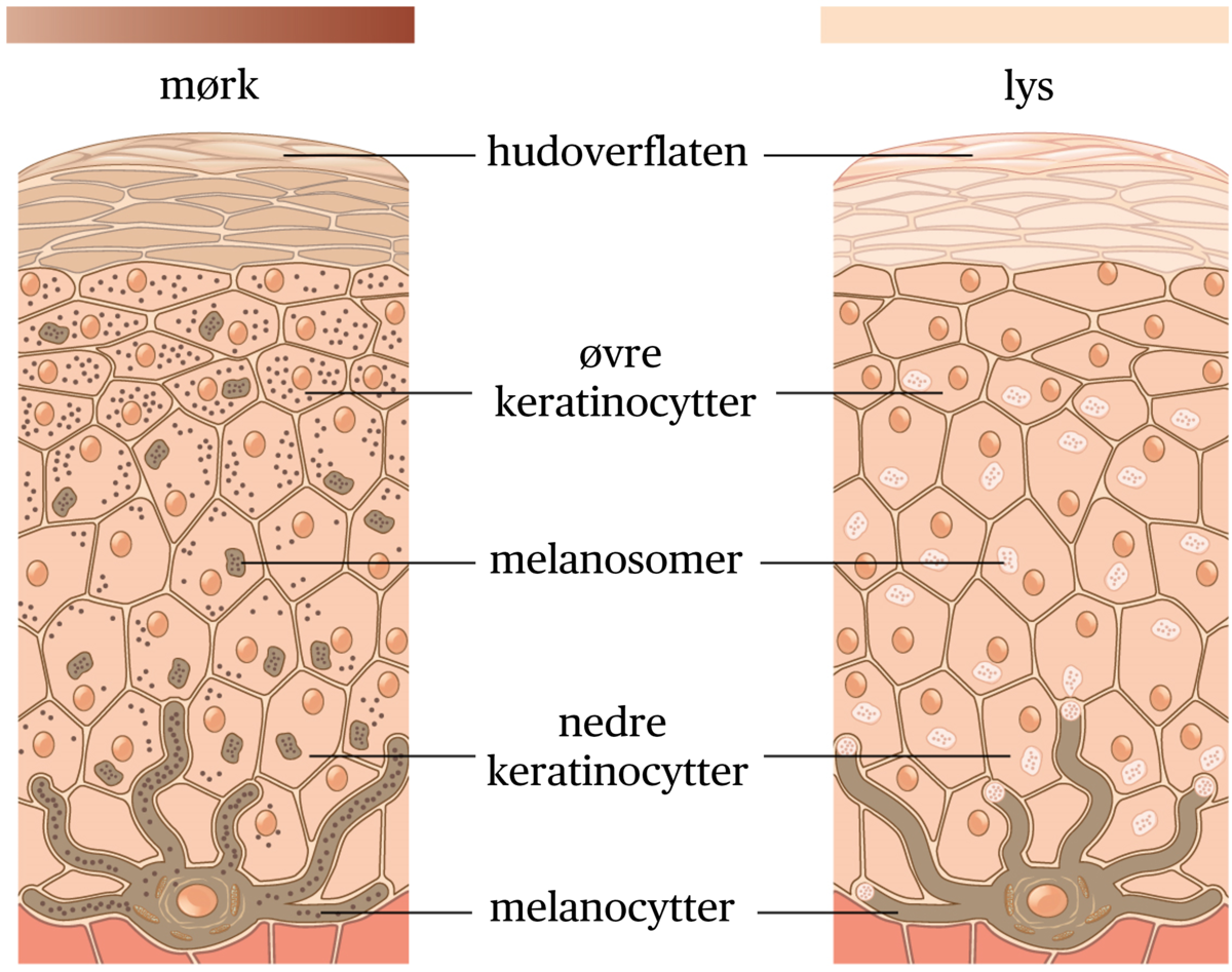 Melanocytter
