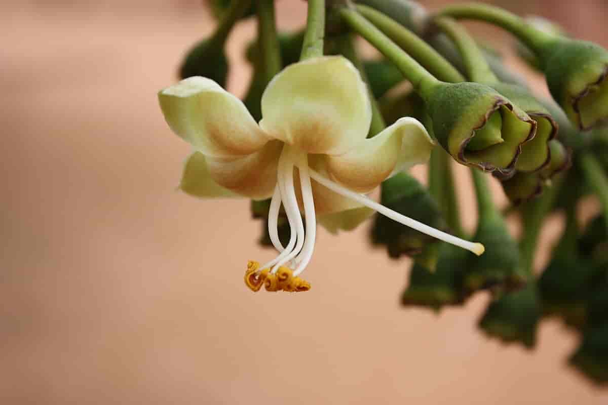Ceiba pentandra blomst