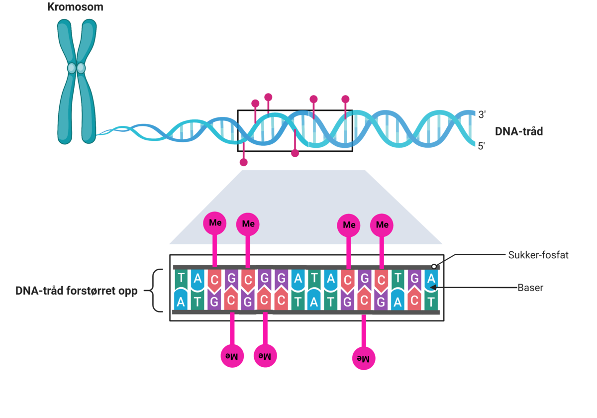 Metylering av DNA-tråden på CG