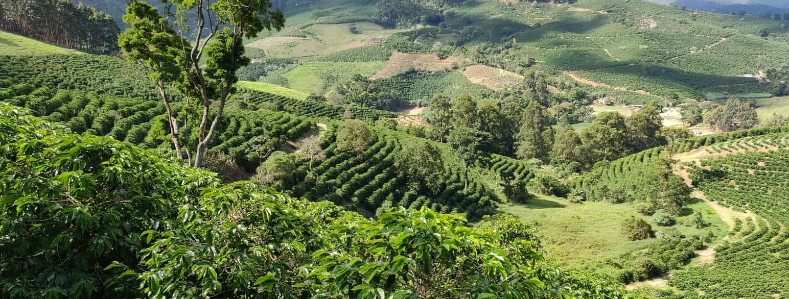 Kaffeplantasjer i Minas Gerais