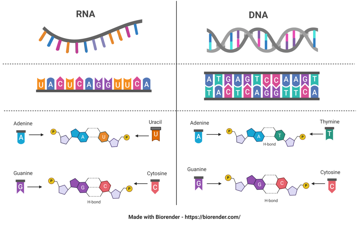 Forskjellen på RNA og DNA