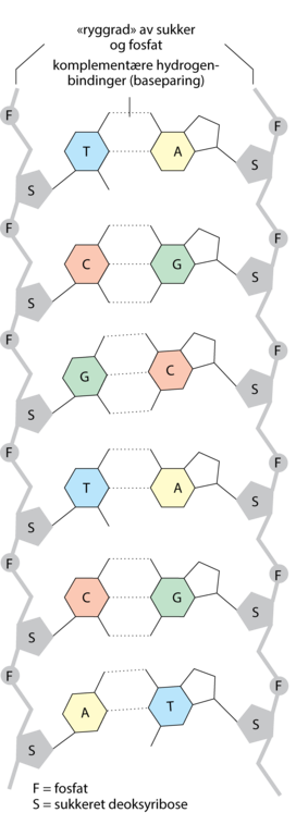 DNA-struktur
