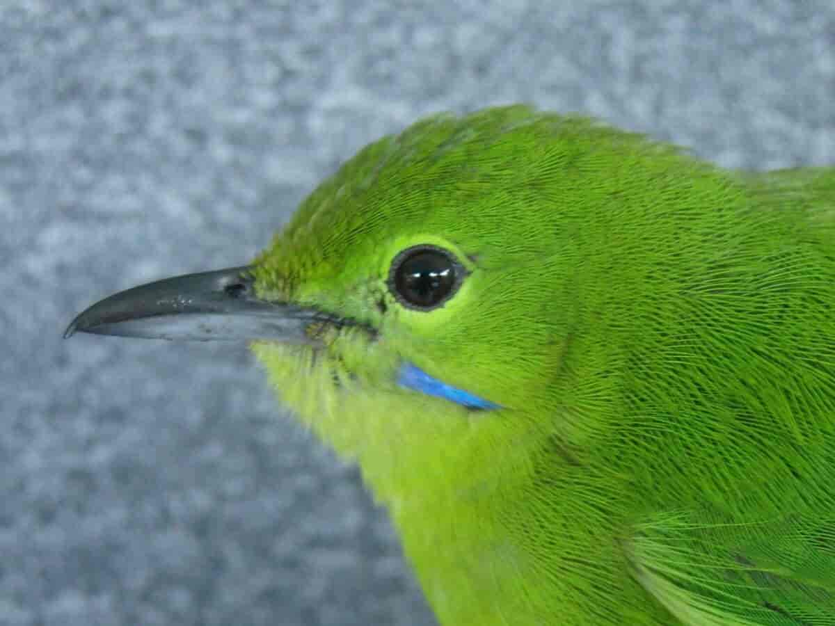 Grønnbladfugl