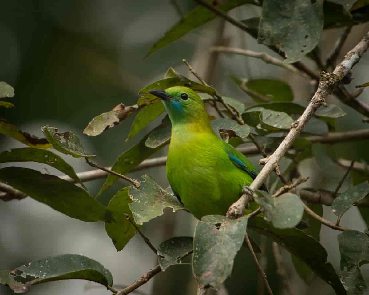 Grønnbladfugl