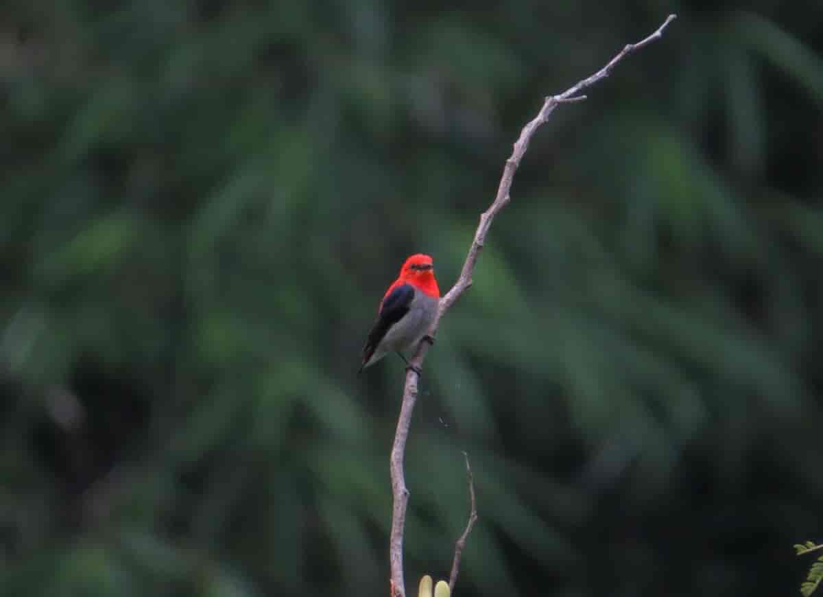 Rødhodeblomsterfugl