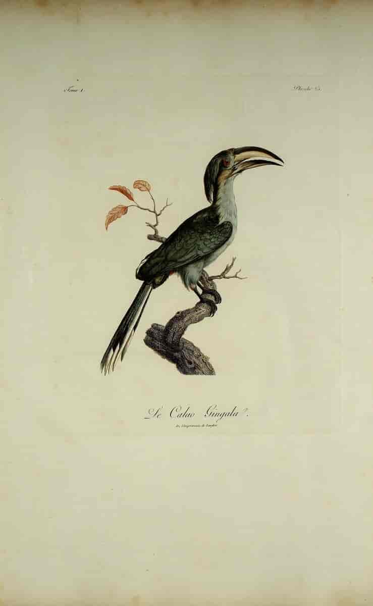 Singaleserhornfugl