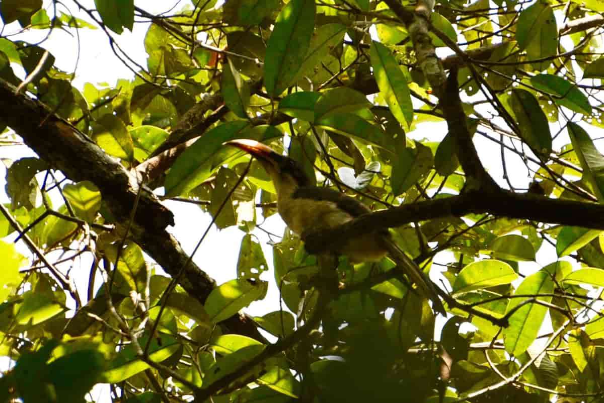 Singaleserhornfugl
