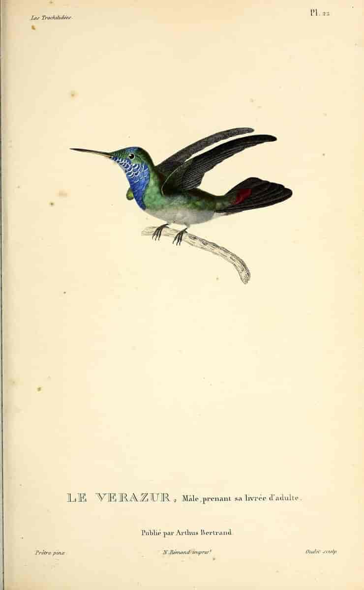 Hvithakekolibri